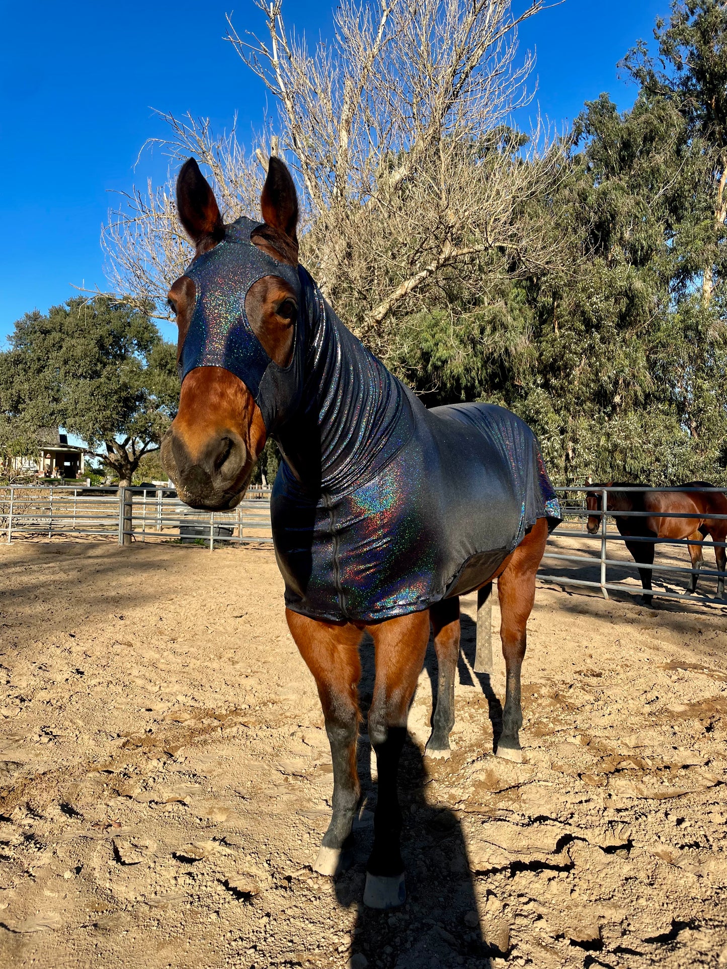 Metallic Black Full Body Sleazy