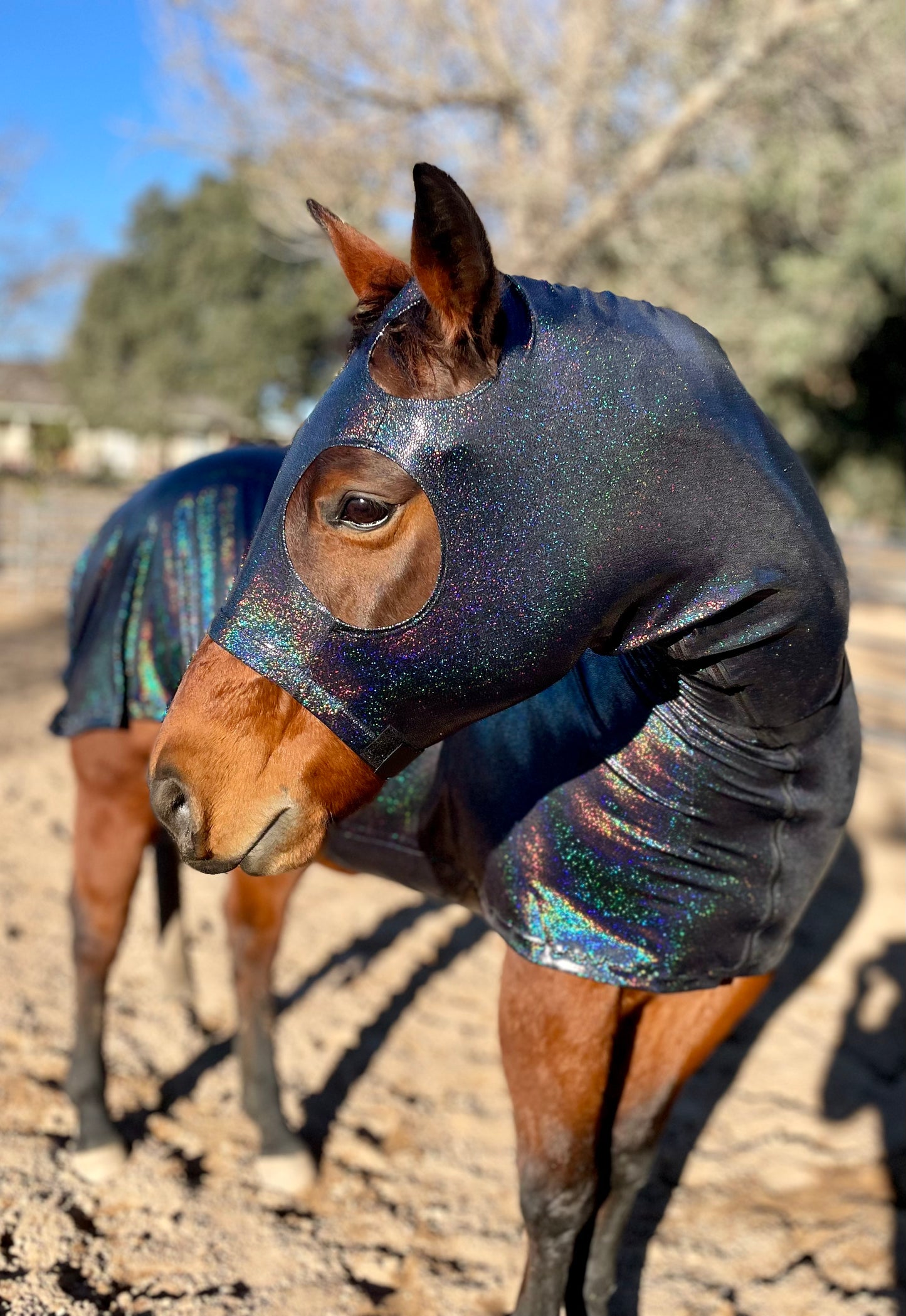 Metallic Black Full Body Sleazy