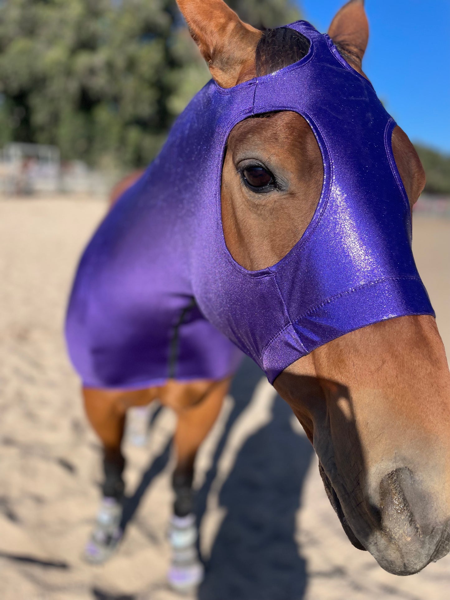 Metallic Purple Classic Sleazy Hood