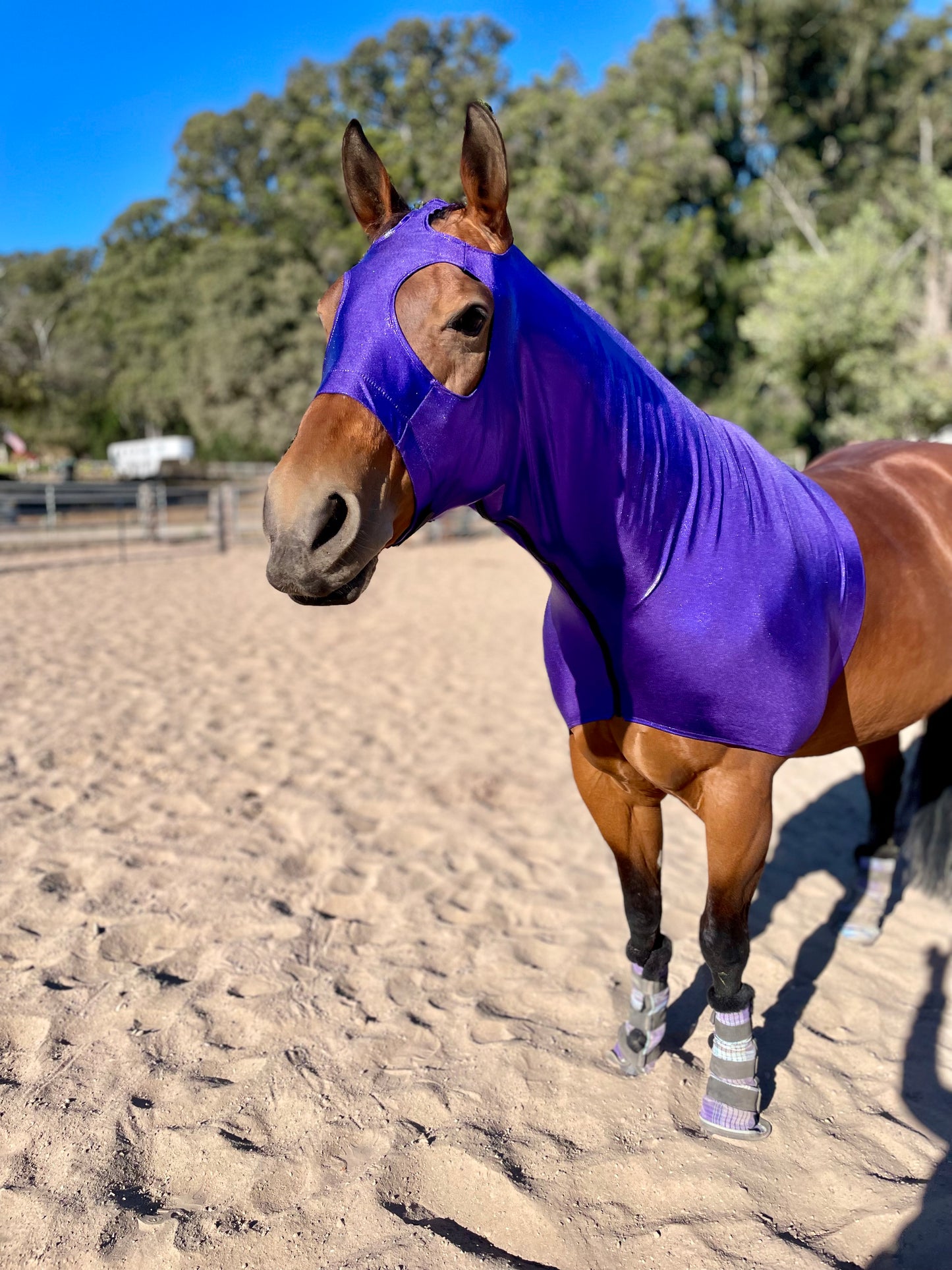 Metallic Purple Classic Sleazy Hood