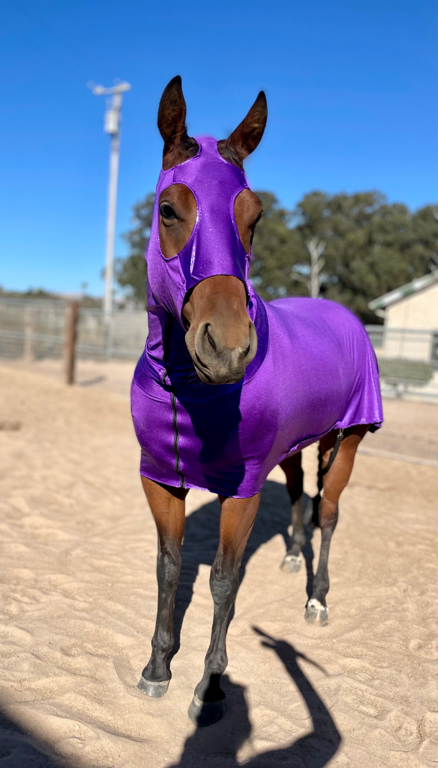 Metallic Purple Full Body Sleazy