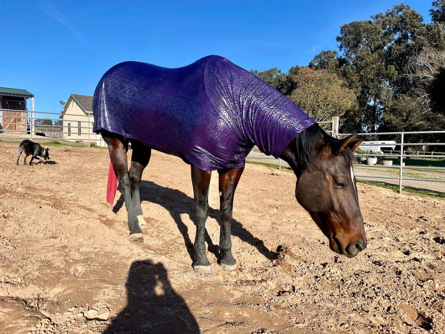 Purple Leopard Faceless Full Body Sleazy